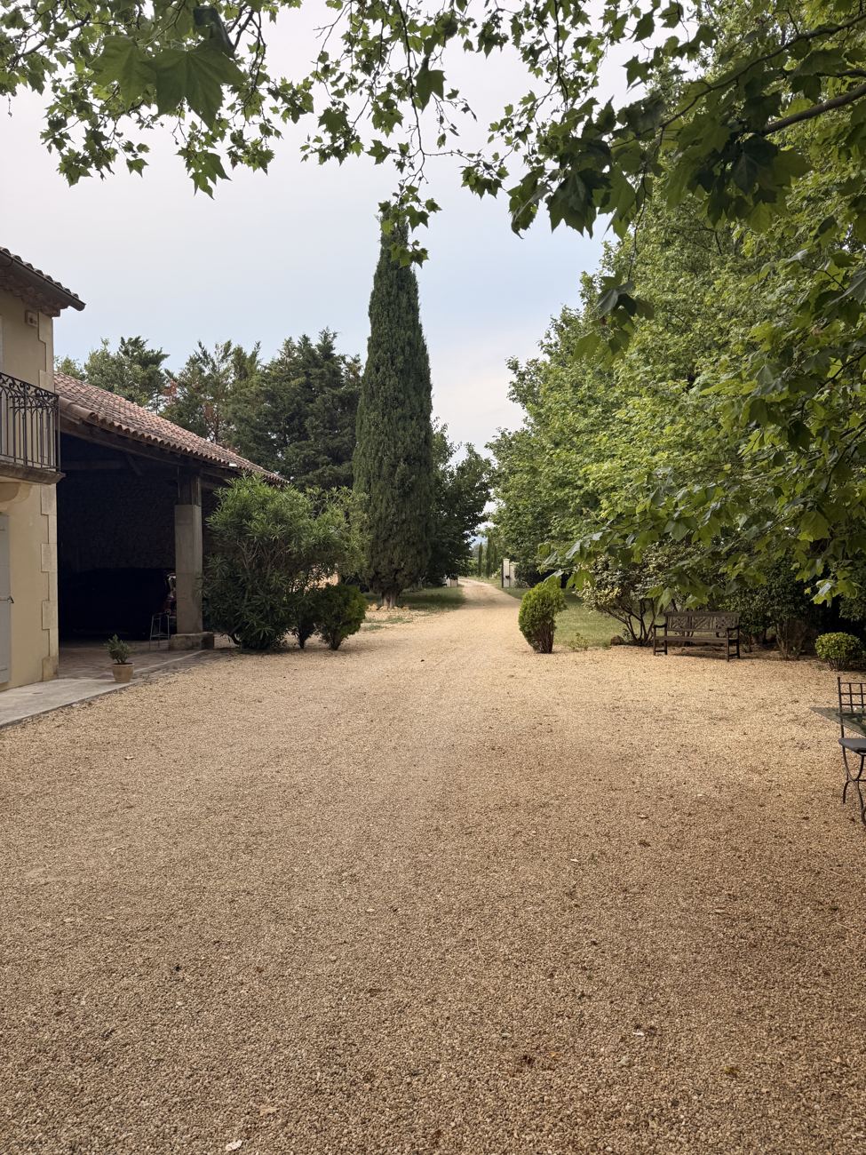 The lane, cypress-lined
