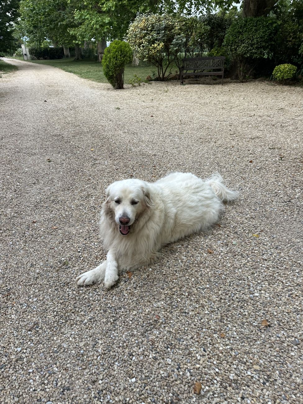 The house dog, on duty