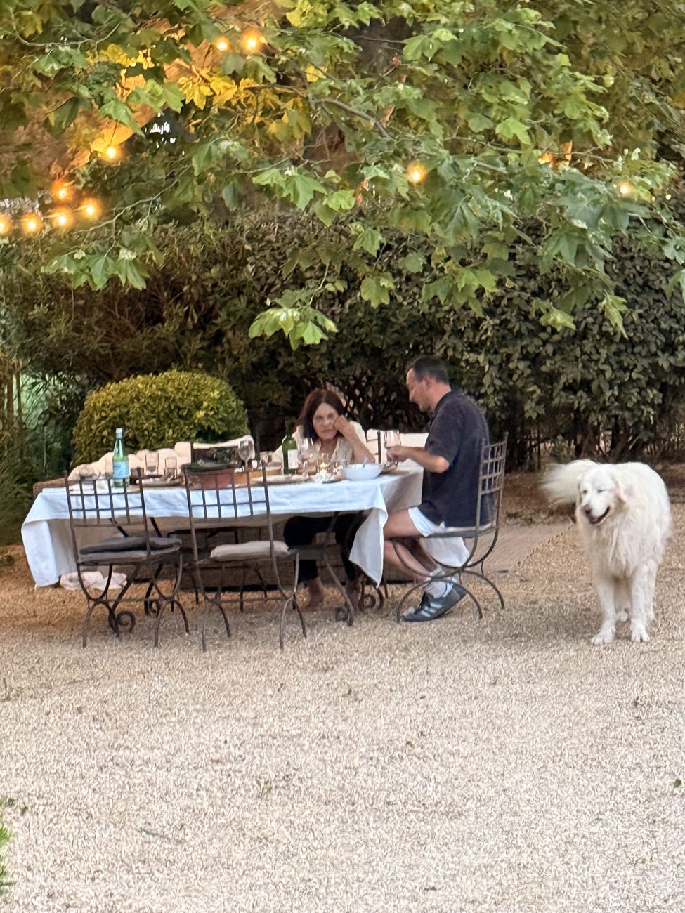 The table set, the dog supervising
