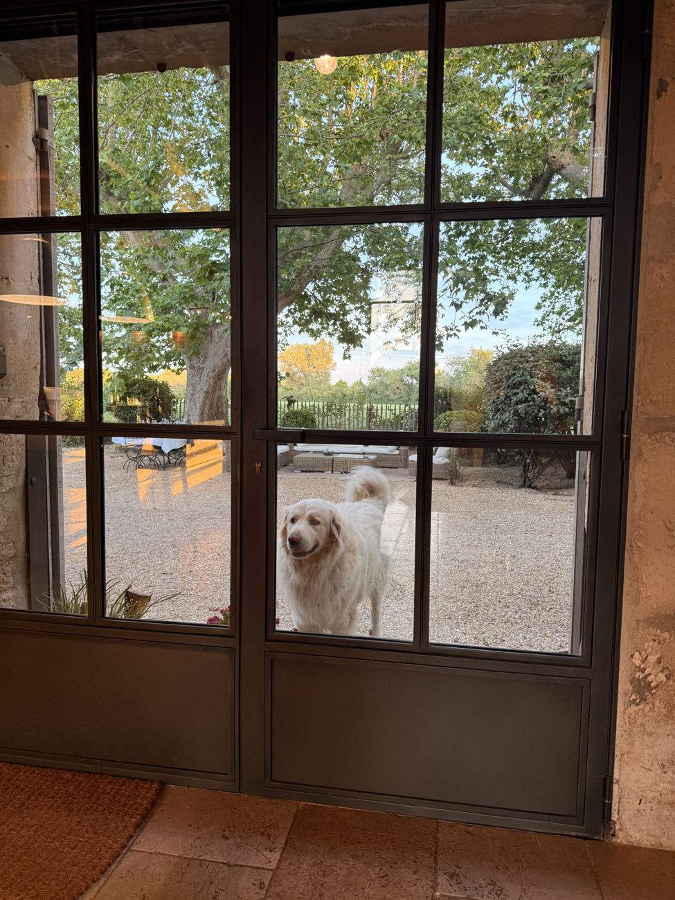 The dog at the door, hopeful