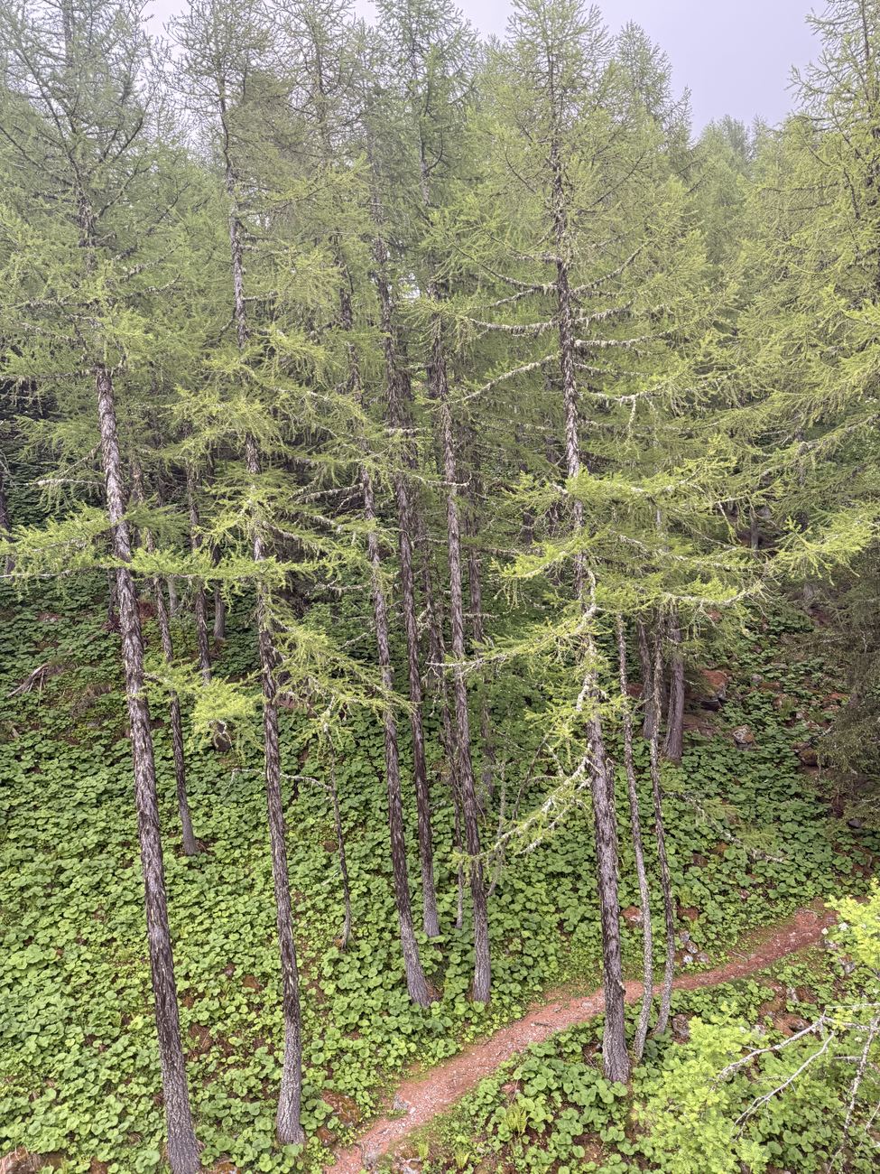 Larches on the slope