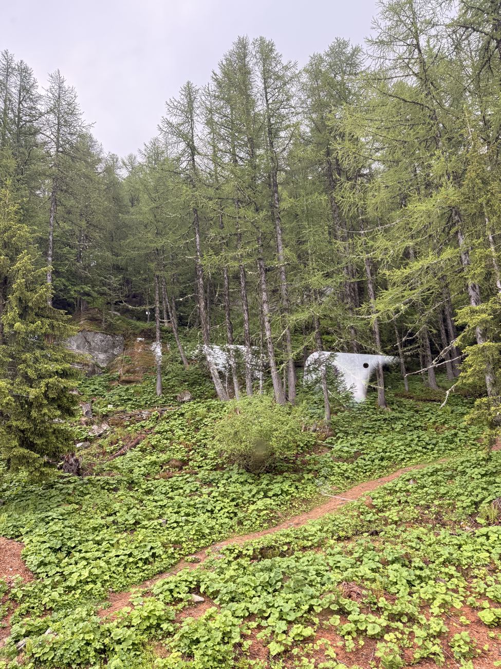 Into the forest
