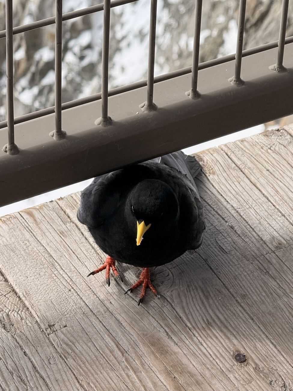 A chough, working the terrace