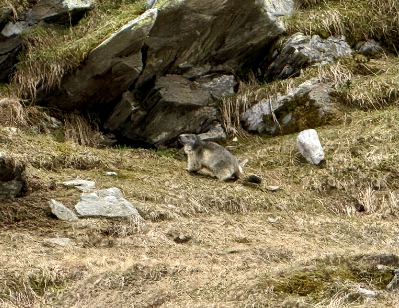 The marmot, unbothered