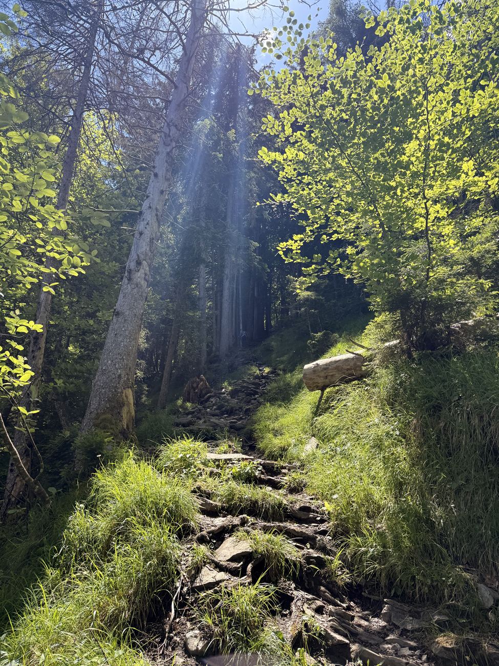 Light through the pines