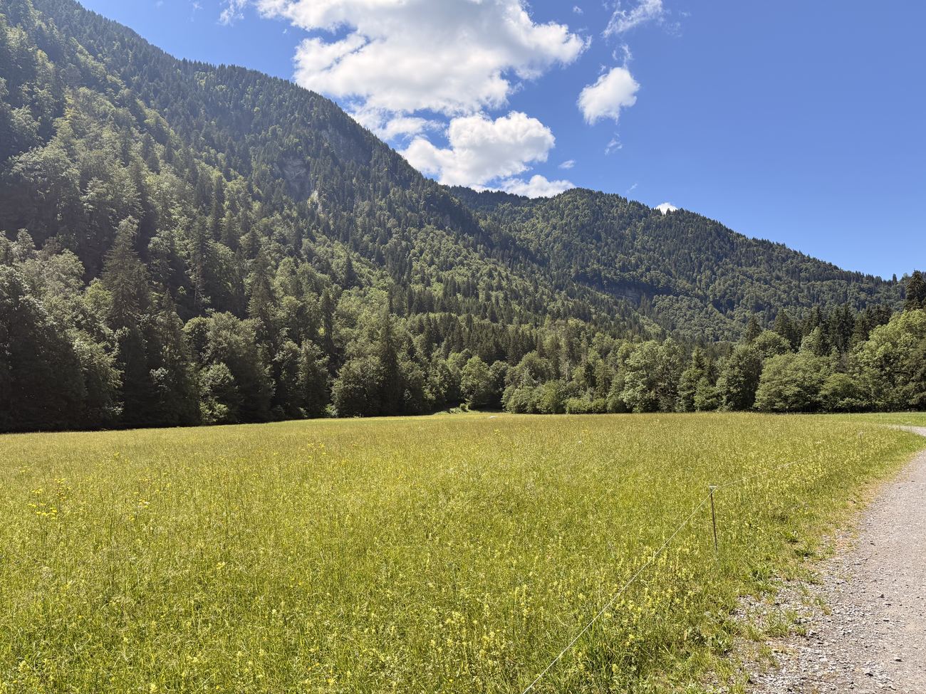 The meadow