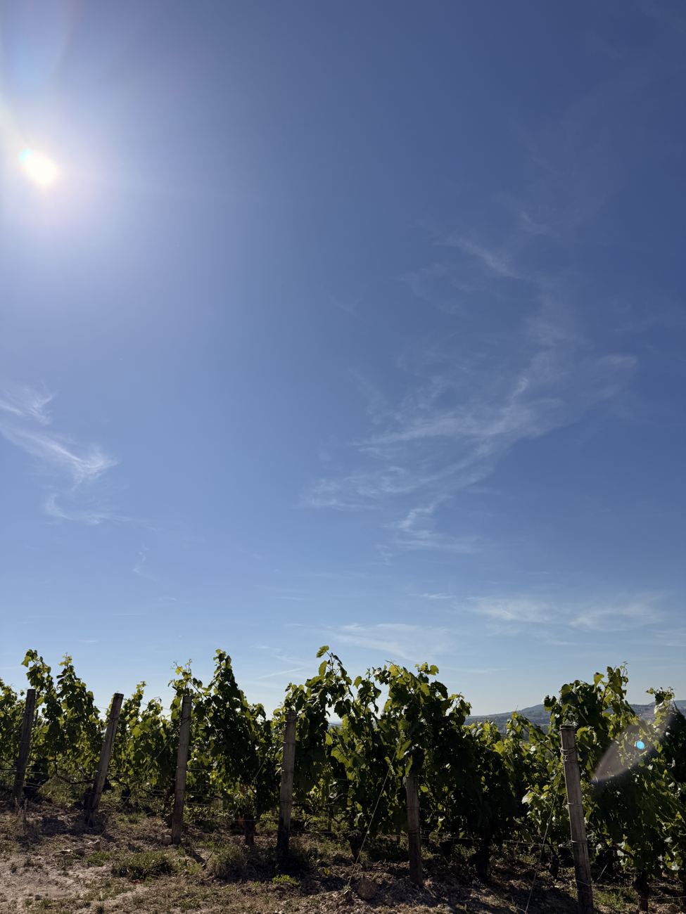 Vines under the flat sun